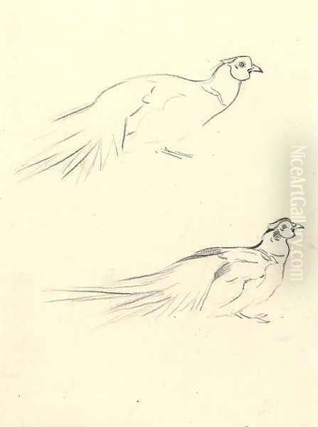 Two cock pheasants, a sketch - view 1