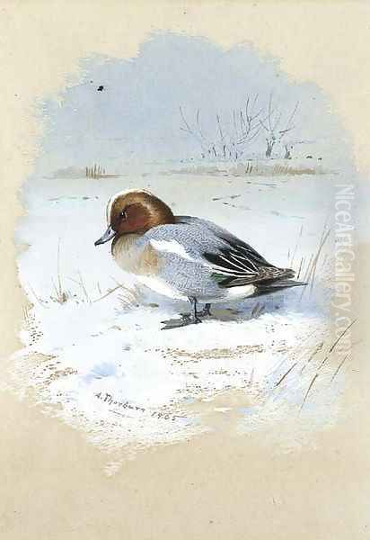 Wigeon - view 1