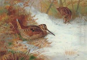Woodcock in snow