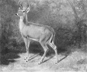 Deer--Sketch from Nature by Arthur Fitzwilliam Tait