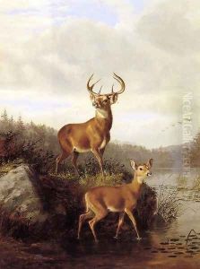 Buck and Doe by Arthur Fitzwilliam Tait