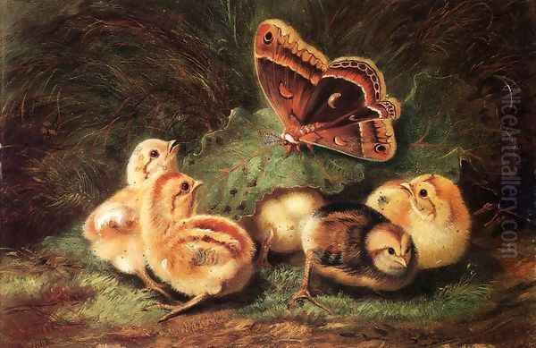 Young Chickens - view 1