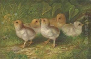 Expecting Chicks