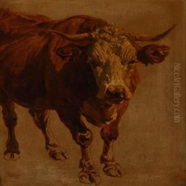 A Bull - view 1