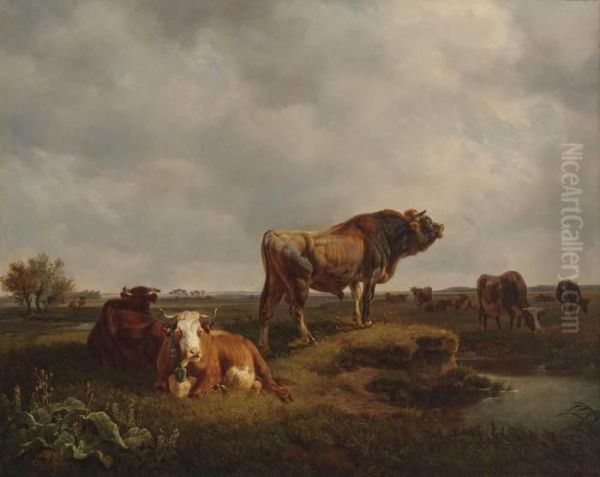 Kuhherde Mit Stier In Weiter Weidelandschaft - view 1