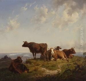 Kuhherde Auf Der Hochalm
