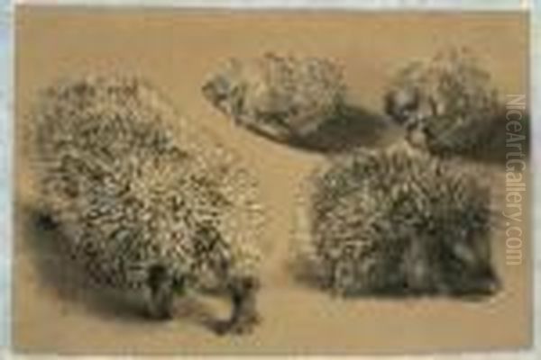 Four Studies Of A Hedgehog - view 1