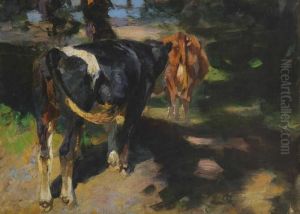 Zwei Rinder Im Baumschatten