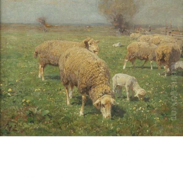 Sheep Grazing In A Pasture - view 1