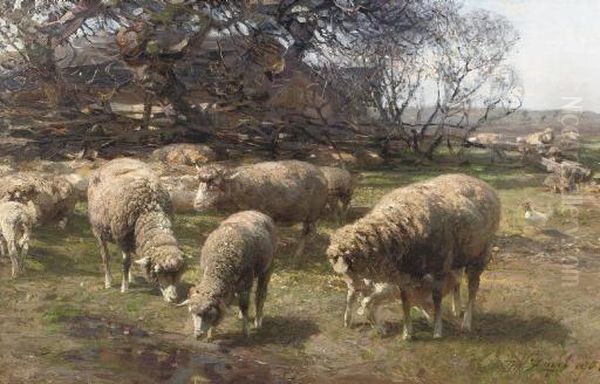 Sonniger Marzmorgen: Sheep Grazing Near A Farm - view 1