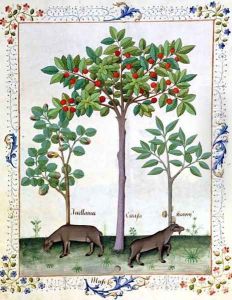 Hazelnut Bush left and Cherry tree centre, Illustration from the Book of Simple Medicines by Mattheaus Platearius d.c.1161 c.1470 by Robinet Testard