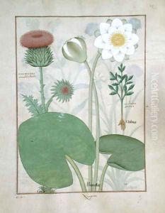 Plumed thistle, Water lily and Castor bean plant, illustration from The Book of Simple Medicines, by Mattheaus Platearius d.c.1161 c.1470 by Robinet Testard