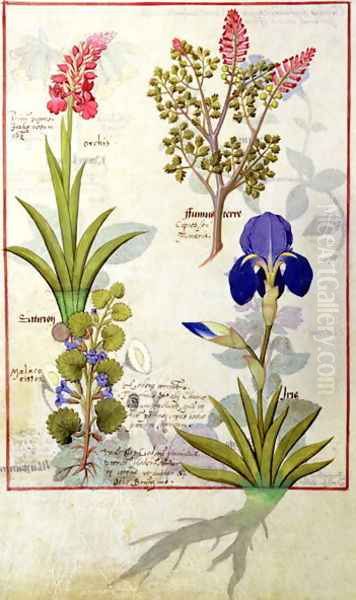 Top row- Orchid and Fumitory or Bleeding Heart. Bottom row- Hedera and Iris, illustration from The Book of Simple Medicines by Mattheaus Platearius d.c.1161 c.1470 - view 1