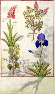Top row- Orchid and Fumitory or Bleeding Heart. Bottom row- Hedera and Iris, illustration from The Book of Simple Medicines by Mattheaus Platearius d.c.1161 c.1470 by Robinet Testard
