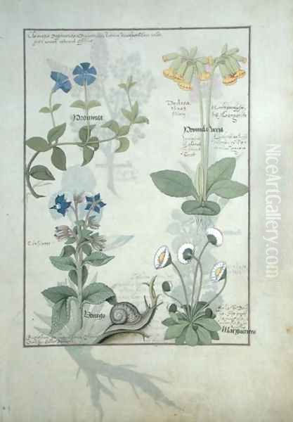 Top row- Blue Clematis or Crowfoot and Primula. Bottom row- Borage or Forget-me-not and Marguerita Daisy, illustration from The Book of Simple Medicines by Matthaeus Platearius d.c.1161 c.1470 - view 1