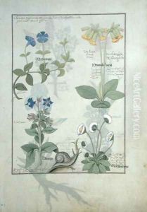 Top row- Blue Clematis or Crowfoot and Primula. Bottom row- Borage or Forget-me-not and Marguerita Daisy, illustration from The Book of Simple Medicines by Matthaeus Platearius d.c.1161 c.1470 Top row- Blue Clematis or Crowfoot and Primula. Bottom row- Borage or Forget-me-not and Marguerita Daisy, illustration from The Book of Simple Medicines by Matthaeus Platearius d.c.1161 c.1470