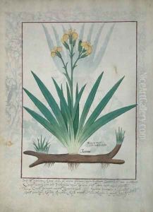 Abutilon Theophrasti, or Velvet Leaf, illustration from The Book of Simple Medicines by Mattheaus Platearius d.c.1161 c.1470