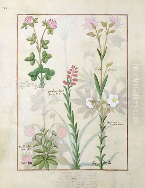 Top row- Red clover and Aube. Bottom row- Bellidis species, Onobrychis and Hyssopus nemorum, illustration from The Book of Simple Medicines, by Mattheaus Platearius d.c.1161 c.1470 - view 1
