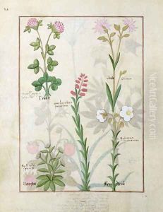 Top row- Red clover and Aube. Bottom row- Bellidis species, Onobrychis and Hyssopus nemorum, illustration from The Book of Simple Medicines, by Mattheaus Platearius d.c.1161 c.1470
