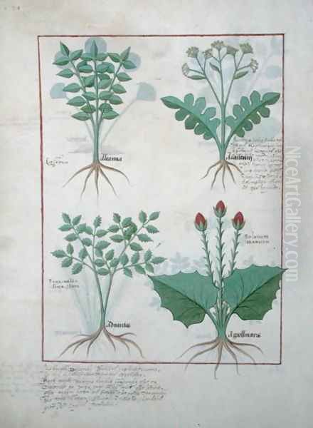 Top row- Ligustrum and Acanthus. Bottom row- Grass plant and Apollinaris, illustration from The Book of Simple Medicines, by Matthaeus Platearius d.c.1161 c.1470 - view 1