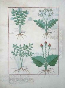Top row- Ligustrum and Acanthus. Bottom row- Grass plant and Apollinaris, illustration from The Book of Simple Medicines, by Matthaeus Platearius d.c.1161 c.1470