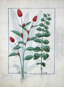 Illustration from the Book of Simple Medicines by Mattheaus Platearius d.c.1161 c.1470 by Robinet Testard
