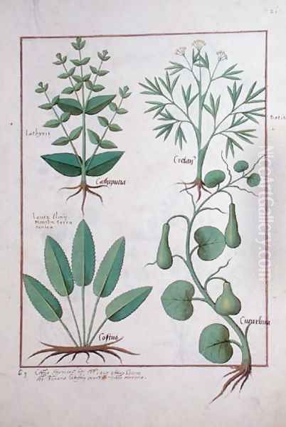 Euphorbia Lathyris, Beechwort, Mint and Fig, illustration from The Book of Simple Medicine by Mattheaus Platearius d.c.1161 c.1470 - view 1