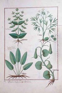Euphorbia Lathyris, Beechwort, Mint and Fig, illustration from The Book of Simple Medicine by Mattheaus Platearius d.c.1161 c.1470 by Robinet Testard