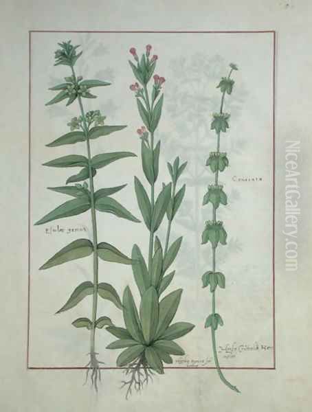 Elusae Gennus, Caraway Thyme, and Crosswort, illustration from The Book of Simple Medicines by Mattheaus Platearius d.c.1161 c.1470 - view 1