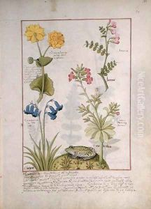 Illustration from the Book of Simple Medicines by Mattheaus Platearius d.c.1161 c.1470 41