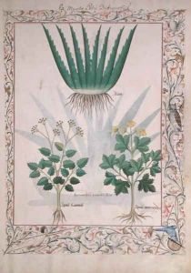 Aloe and Apio, illustration from The Book of Simple Medicines by Matthaeus Platearius d.c.1161 c.1470