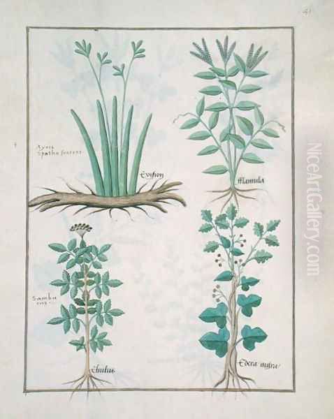 Top row- Xyris and Spearwort. Bottom row- Common Elderberry and Hedera, illustration from The Book of Simple Medicines, by Mattheaus Platearius d.c.1161 c.1470 - view 1