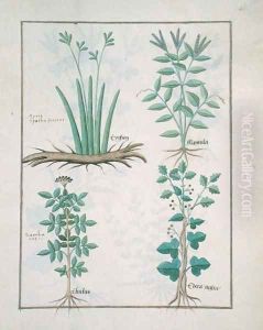 Top row- Xyris and Spearwort. Bottom row- Common Elderberry and Hedera, illustration from The Book of Simple Medicines, by Mattheaus Platearius d.c.1161 c.1470