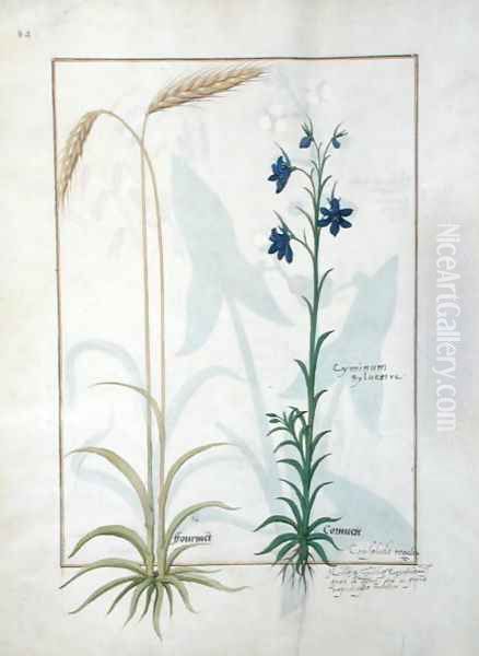 Ear of Corn and Cyminum Sylvestre, Illustration from the Book of Simple Medicines by Mattheaus Platearius d.c.1161 c.1470 - view 1
