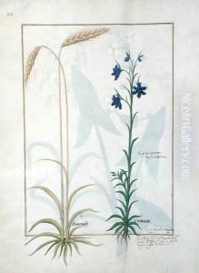 Ear of Corn and Cyminum Sylvestre, Illustration from the Book of Simple Medicines by Mattheaus Platearius d.c.1161 c.1470
