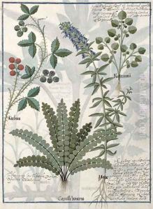 Ferns, Brambles and Flowers, Illustration from the Book of Simple Medicines by Mattheaus Platearius d.c.1161 c.1470 by Robinet Testard