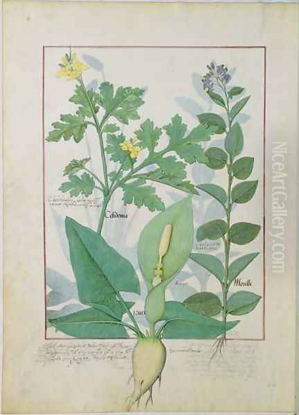 Greater Celandine or Poppy, Solanum or Nightshade, and Aron, illustration from The Book of Simple Medicines by Mattheaus Platearius d.c.1161 c.1470 - view 1