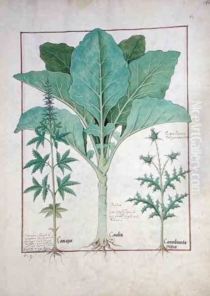 Cannabis, Brassica and Thistle, Illustration from the Book of Simple Medicines by Mattheaus Platearius d.c.1161 c.1470 - view 1