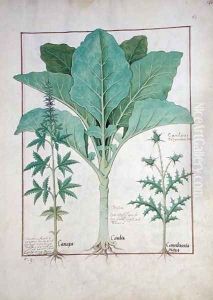 Cannabis, Brassica and Thistle, Illustration from the Book of Simple Medicines by Mattheaus Platearius d.c.1161 c.1470