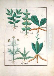 Ferns and Shrubs, Illustration from the Book of Simple Medicines by Mattheaus Platearius d.c.1161 c.1470 by Robinet Testard