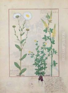 Illustration from The Book of Simple Medicines by Mattheaus Platearius d.c.1161 c.1470 57 by Robinet Testard