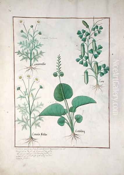 Chamomile (top left) and Cucumber (right) Illustration from The Book of Simple Medicines by Mattheaus Platearius d.c.1161 c.1470 - view 1