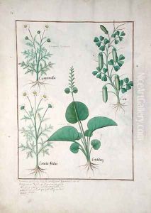 Chamomile (top left) and Cucumber (right) Illustration from The Book of Simple Medicines by Mattheaus Platearius d.c.1161 c.1470