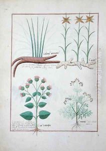 Cyperus, Calamus, Crocus ostensis, illustration from The Book of Simple Medicines by Mattheaus Platearius d.c.1161 c.1470 by Robinet Testard