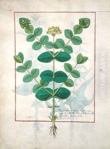 Flower, Illustration from the Book of Simple Medicines by Mattheaus Platearius d.c.1161 c.1470