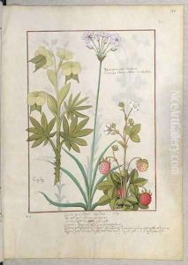 Consiligo, Burreed and Strawberry, illustration from The Book of Simple Medicines, by Mattheaus Platearius d.c.1161 c.1470