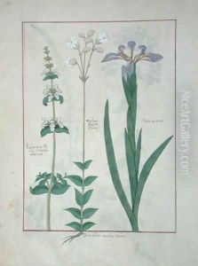 Lamium Album or White Dead Nettle, Melandryon, and Iris Minor, illustration from The Book of Simple Medicines by Mattheaus Platearius d.c.1161 c.1470