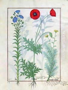Linum, Garden poppies and Abrotanum, illustration from The Book of Simple Medicines, by Mattheaus Platearius d.c.1161 c.1470