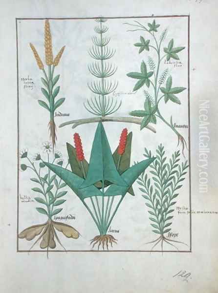 Top row- Maize, Equisetum and Labruscae flos. Bottom row- Daisy, Jarus and Marjoram, illustration from The Simple Book of Medicines, by Mattheaus Platearius d.c.1161 c.1470 - view 1