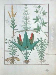 Top row- Maize, Equisetum and Labruscae flos. Bottom row- Daisy, Jarus and Marjoram, illustration from The Simple Book of Medicines, by Mattheaus Platearius d.c.1161 c.1470